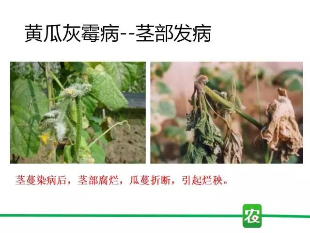 灰霉病视频图片,葡萄灰霉病和草莓灰霉病