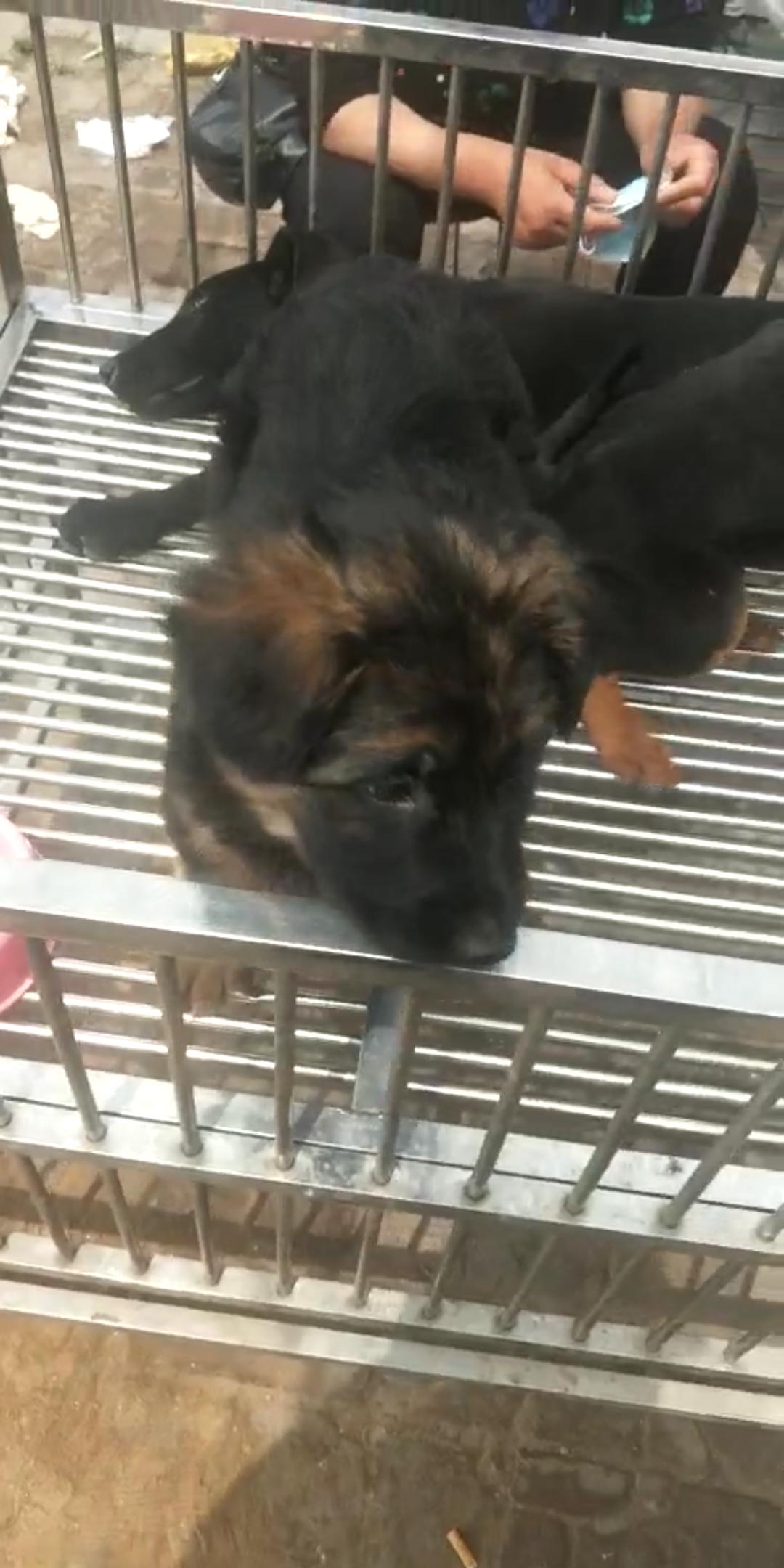 商丘宠物交易市场宠物兔,逛东北宠物交易市场