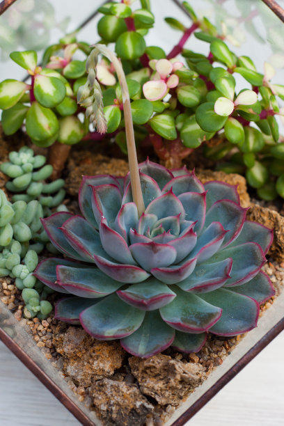 最好养的多肉品种介绍,多肉该怎么养才好