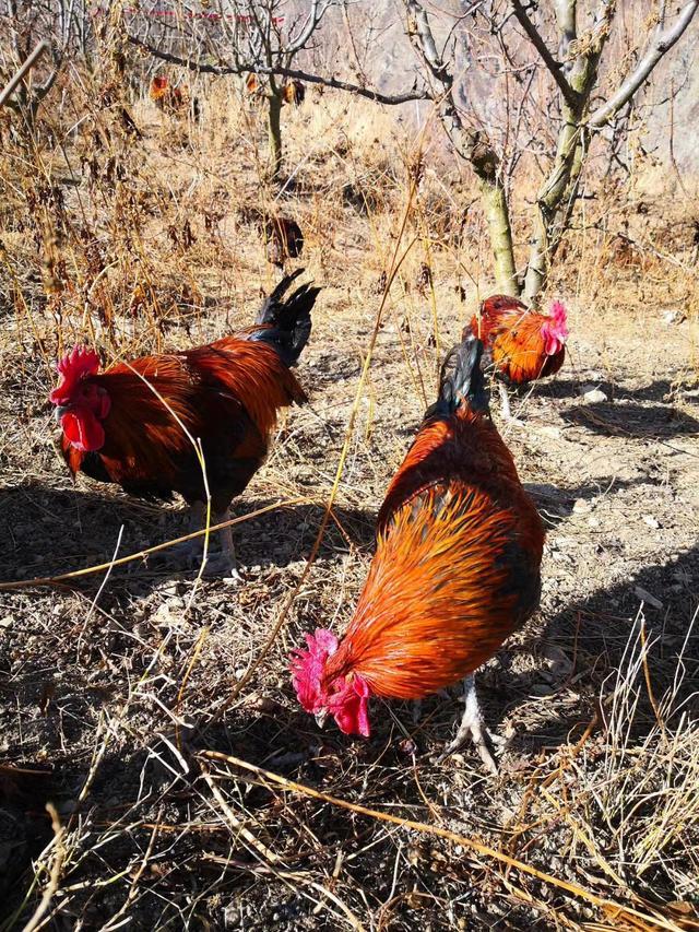 鸡群得了呼吸道可以喷雾用药吗,掌握七种温差鸡群远离呼吸道疾病
