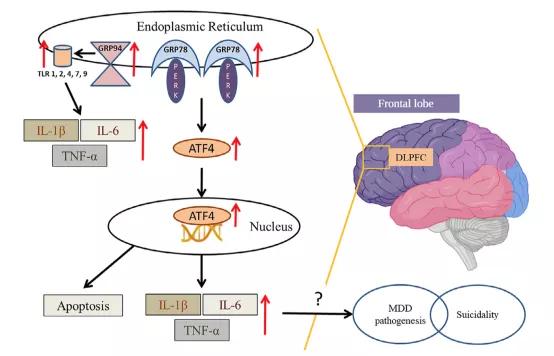 097期抑研报｜抑郁症，用心理疗法还是药物疗法？