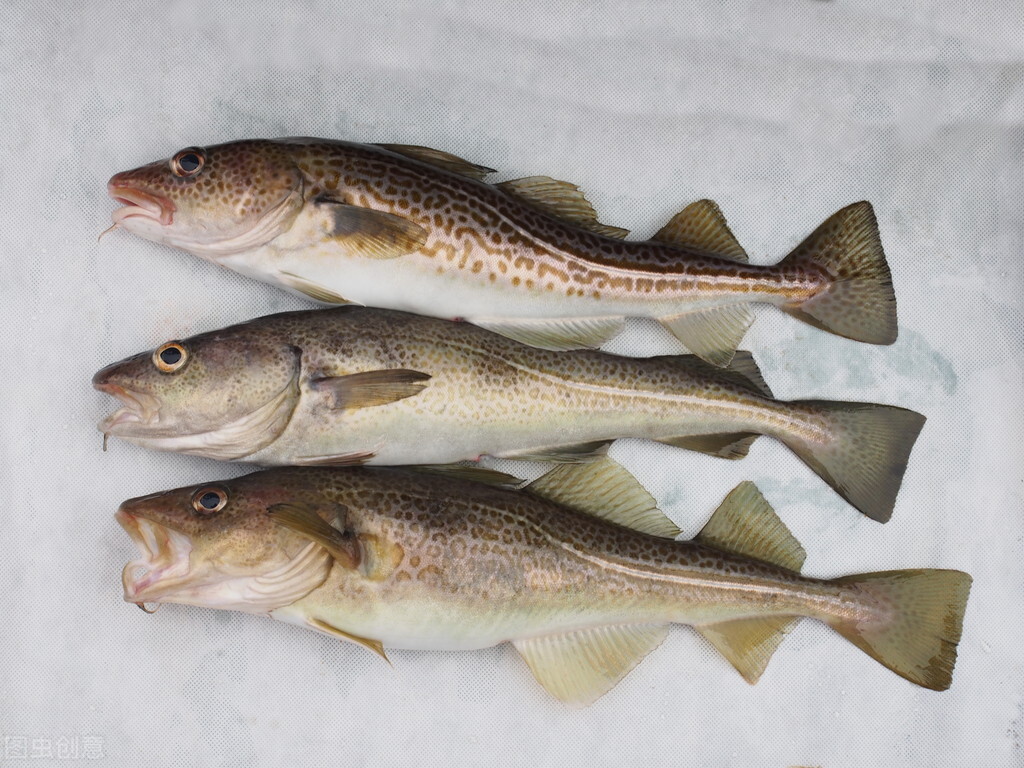 45元一斤的鳕鱼和银鳕鱼对比,市场上几元一斤的鳕鱼片是真的吗