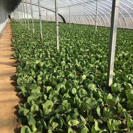 青菜卖1000可以赚多少,市场卖青菜一年赚多少钱