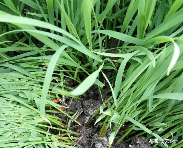 水稻旱育秧技术存在的问题及对策,水稻苗期壮苗管理技术视频