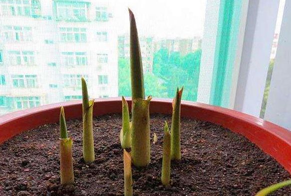 马蹄莲的种殖方法和注意事项,马蹄莲怎么催芽开花