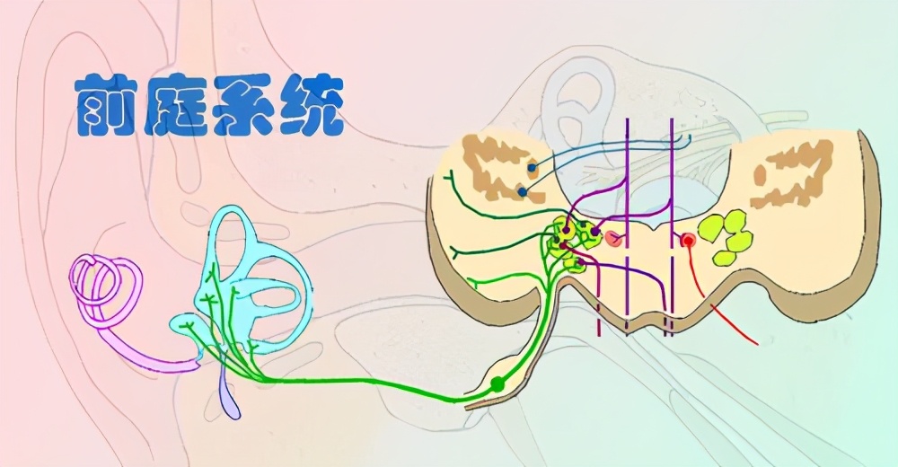 前庭功能训练的重点方向及方法,正常孩子需要做前庭训练吗