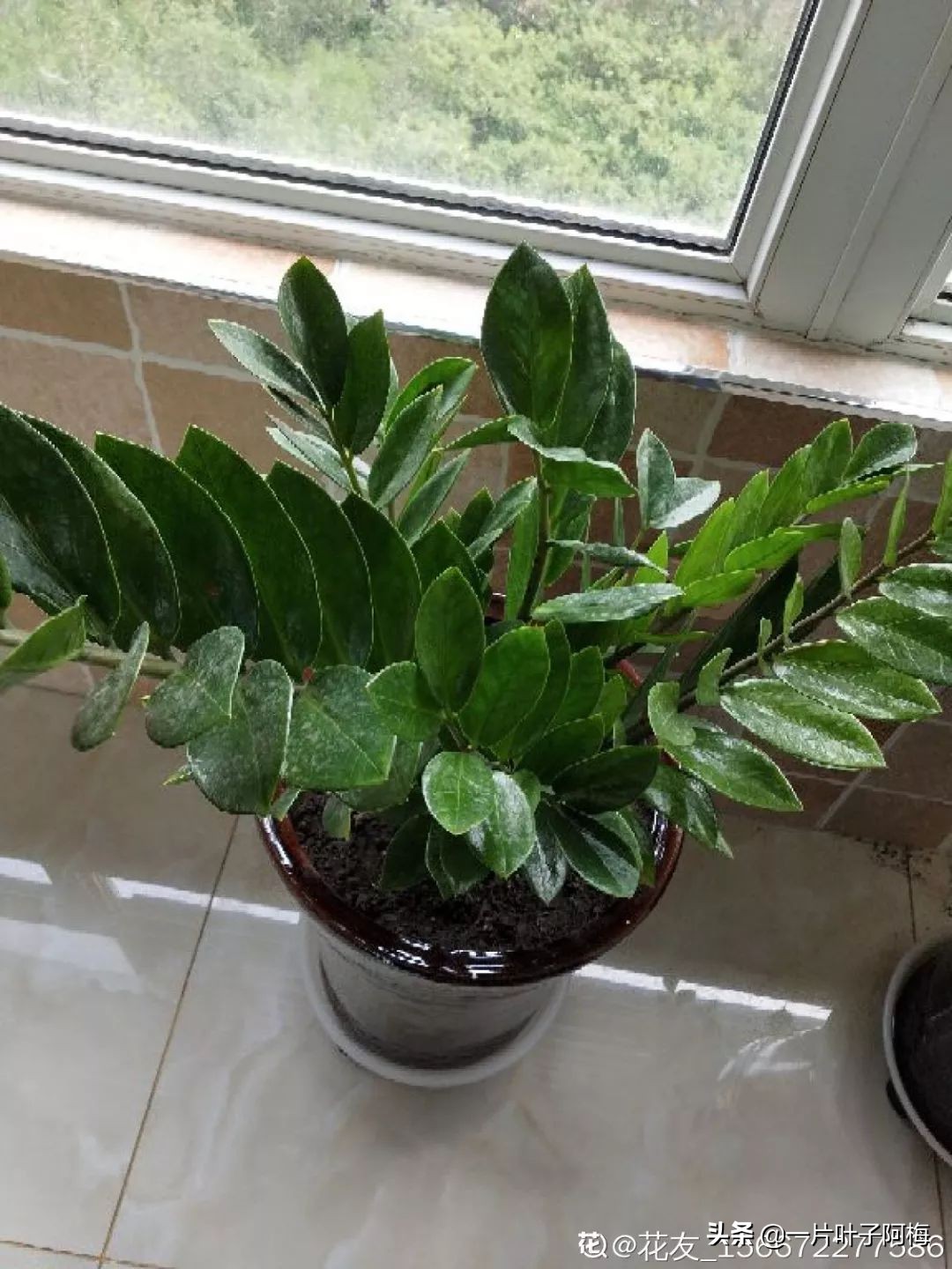 5个植物最招财,能开花又好养的植物又有寓意