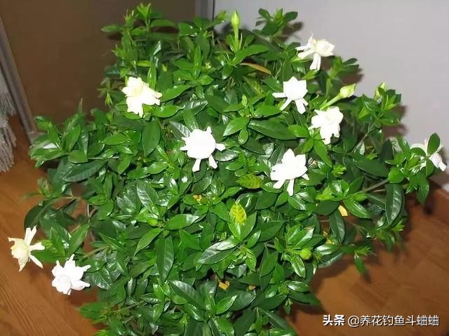 栀子花叶片发黄怎么办小妙招,栀子花能用啤酒兑水喷雾叶子吗