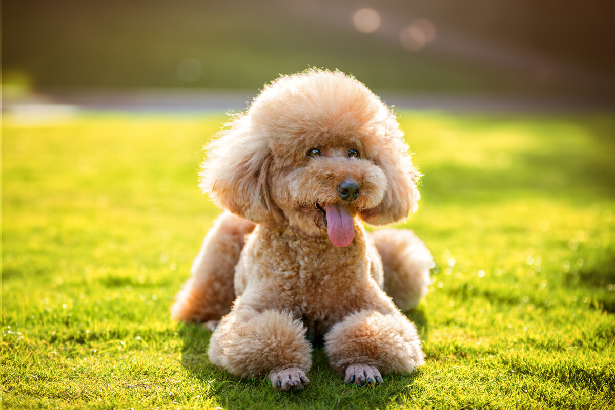 什么狗便宜在300到500,什么狗好养又聪明还便宜会帮主人