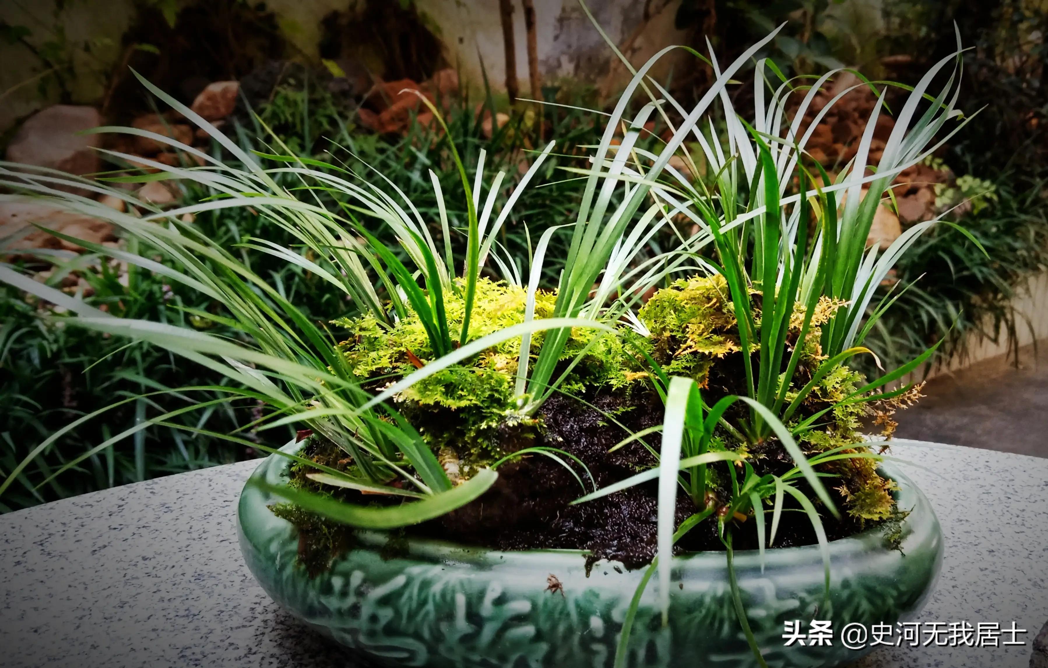 石菖蒲养护方法,石菖蒲的养护方法和用量