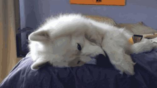 新手如何驯养萨摩耶,怎么养好一只萨摩耶新手