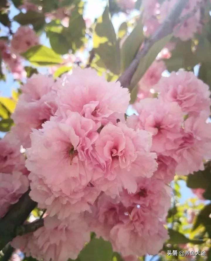 一至十二月的花期,12月到2月份的花期