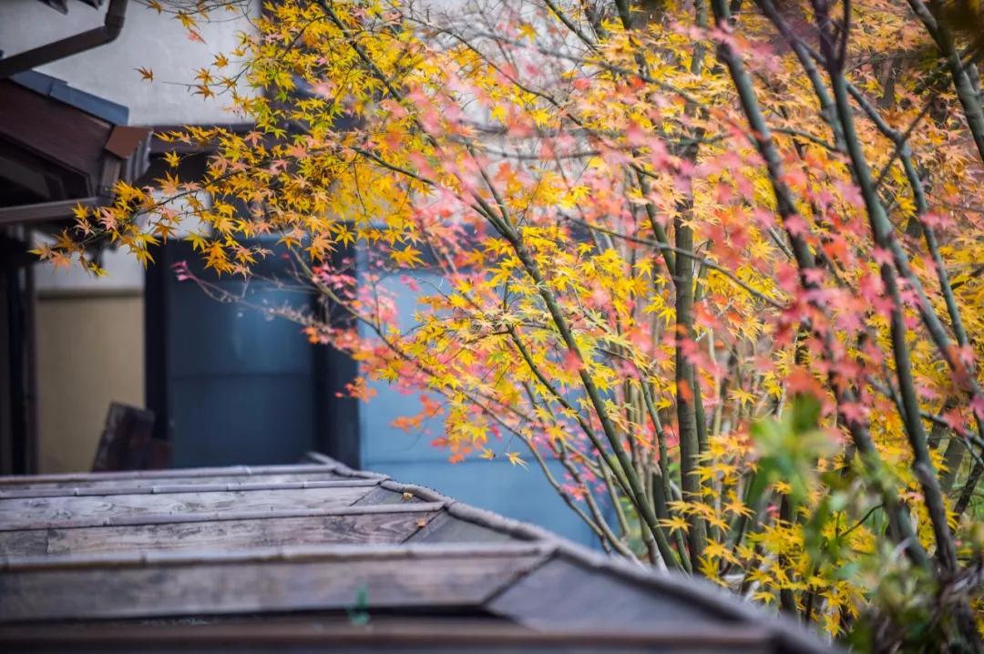 拈花湾运营方案,拈花湾运营研究