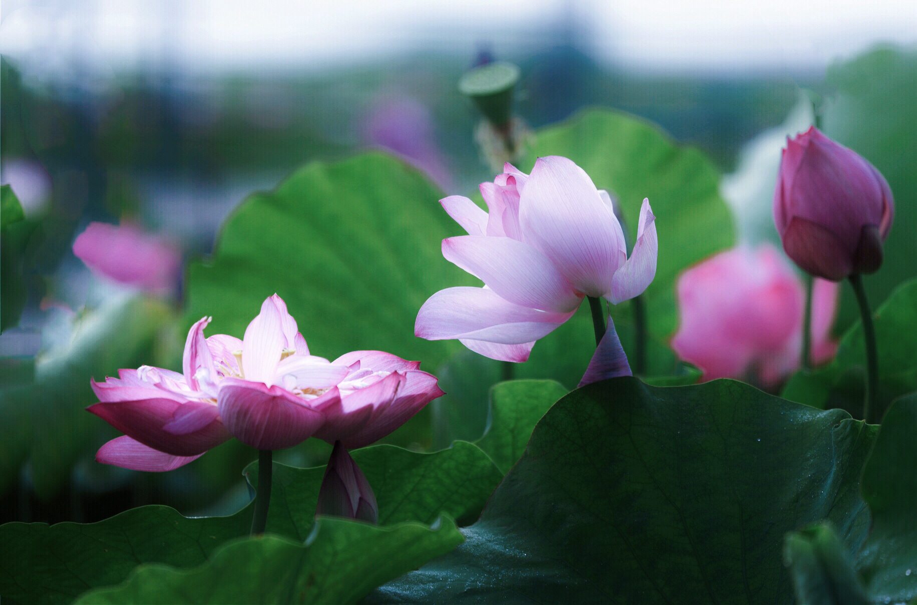 遂宁算不算四川第二大城市,四川南充一座被低估了的魅力之城