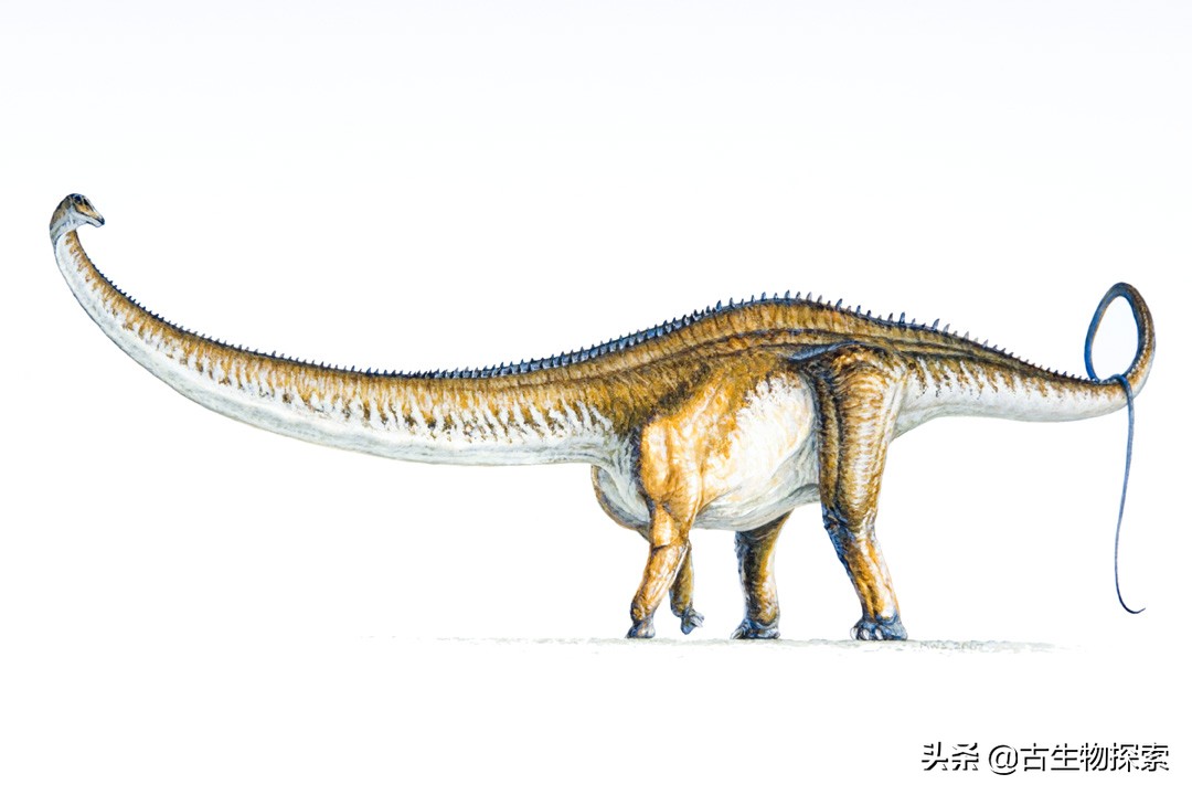 所有蜥脚类恐龙大小对比,各种蜥脚类恐龙大小体型比较