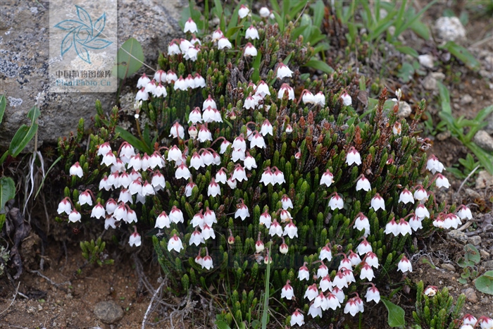 草灵芝,见过吗?用于肝胃气痛、食欲不振、神经衰弱