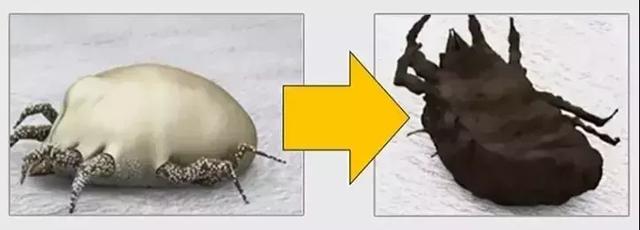 螨虫最怕的是什么办法,让螨虫远离你的简单方法