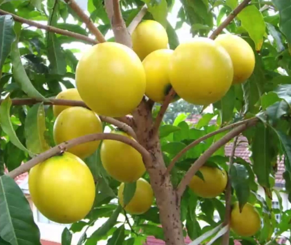 黄晶果种植前景如何,黄晶果的种植技术和适宜气候条件