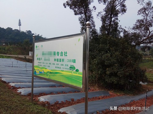 30岁小伙坚持农村创业,农村人辞职创业致富走上人生巅峰