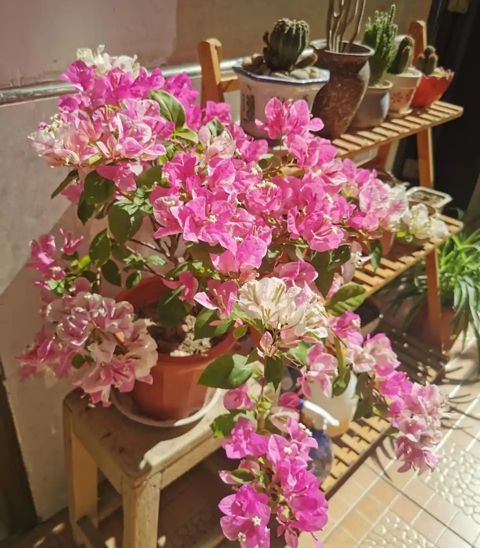 人养花一时养人一生,人养花同时花也养人