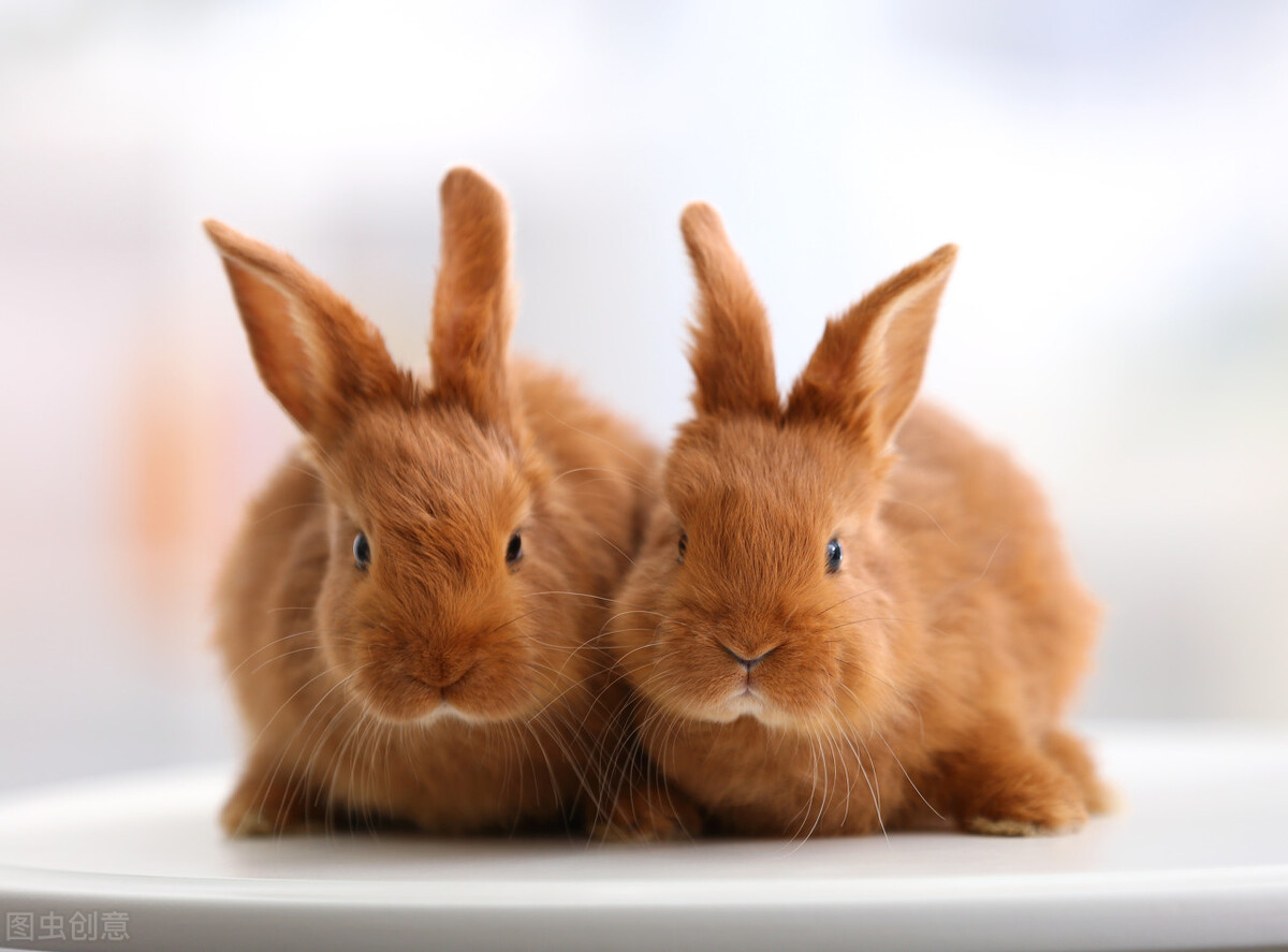 澳大利亚冷知识大全 (三分钟了解澳大利亚)