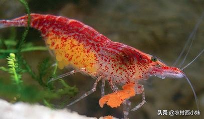 养观赏虾基本知识,观赏虾好养耐活