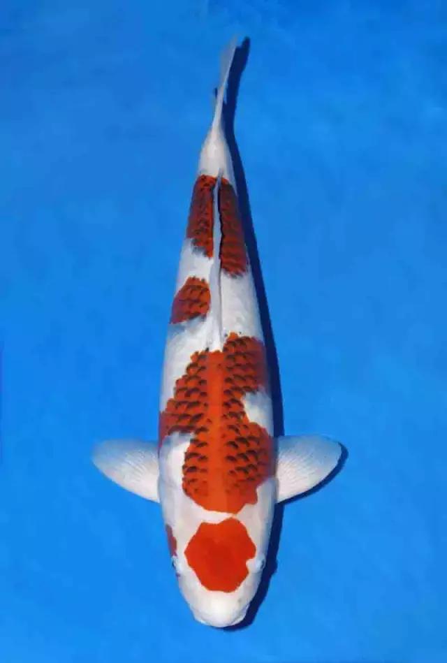 如何正确的治疗肠炎,肠炎的预防护理性知识有什么