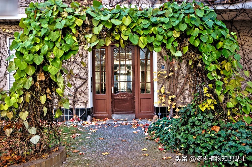 巨花马兜铃怎么繁育,巨花马兜铃图片大全