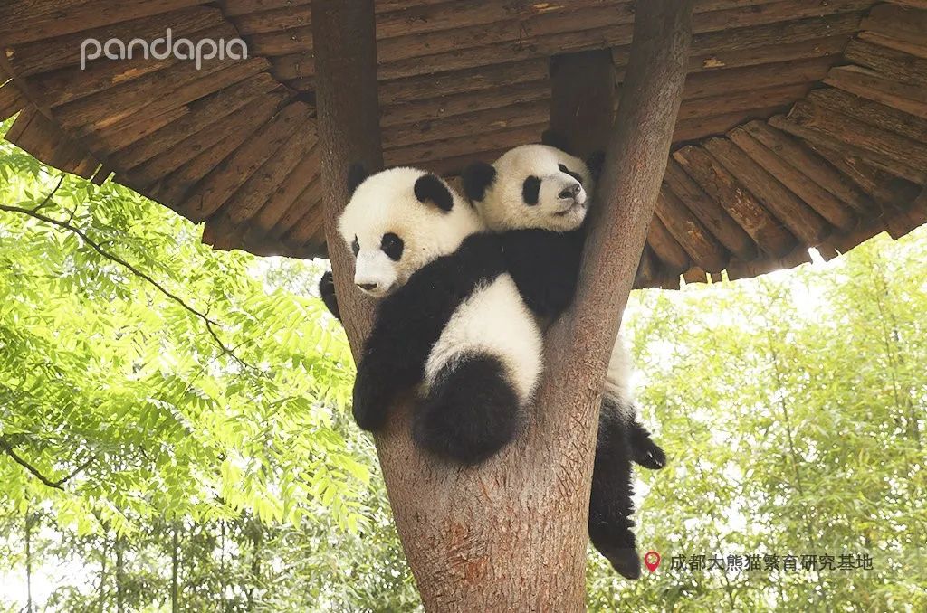 挂树的正确方法,猴子挂树姿势