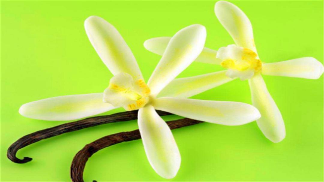 香草的味道原本是臭的？还是世界上最贵的香料，太出乎意外了