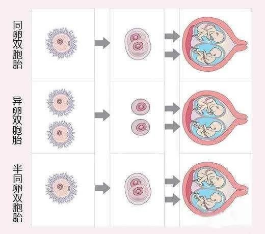 精卵受孕及胎儿形成全过程,胎儿性别形成的全过程