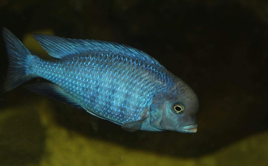 自己做大型水陆缸,在家自己打造一个沙漠缸