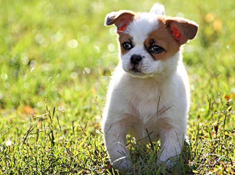 狗狗缺钙后腿无力多久才能恢复,狗狗长期缺钙会怎么样