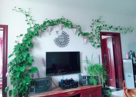 想让绿萝爬上墙这些小技巧需掌握,绿萝快速爬墙的技巧