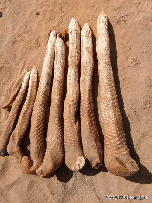 肉苁蓉怎么区分,爆些内幕吧,个人或采购看一下,男女都可食用的