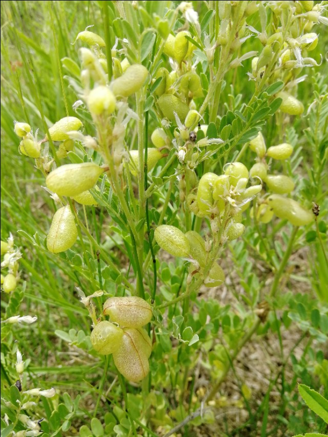 内蒙古通辽市扎鲁特旗大草原,通辽市阿古拉湿地公园