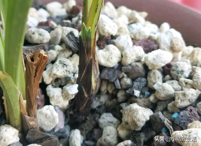 兰花用多菌灵注意什么,兰花生病可以用多菌灵