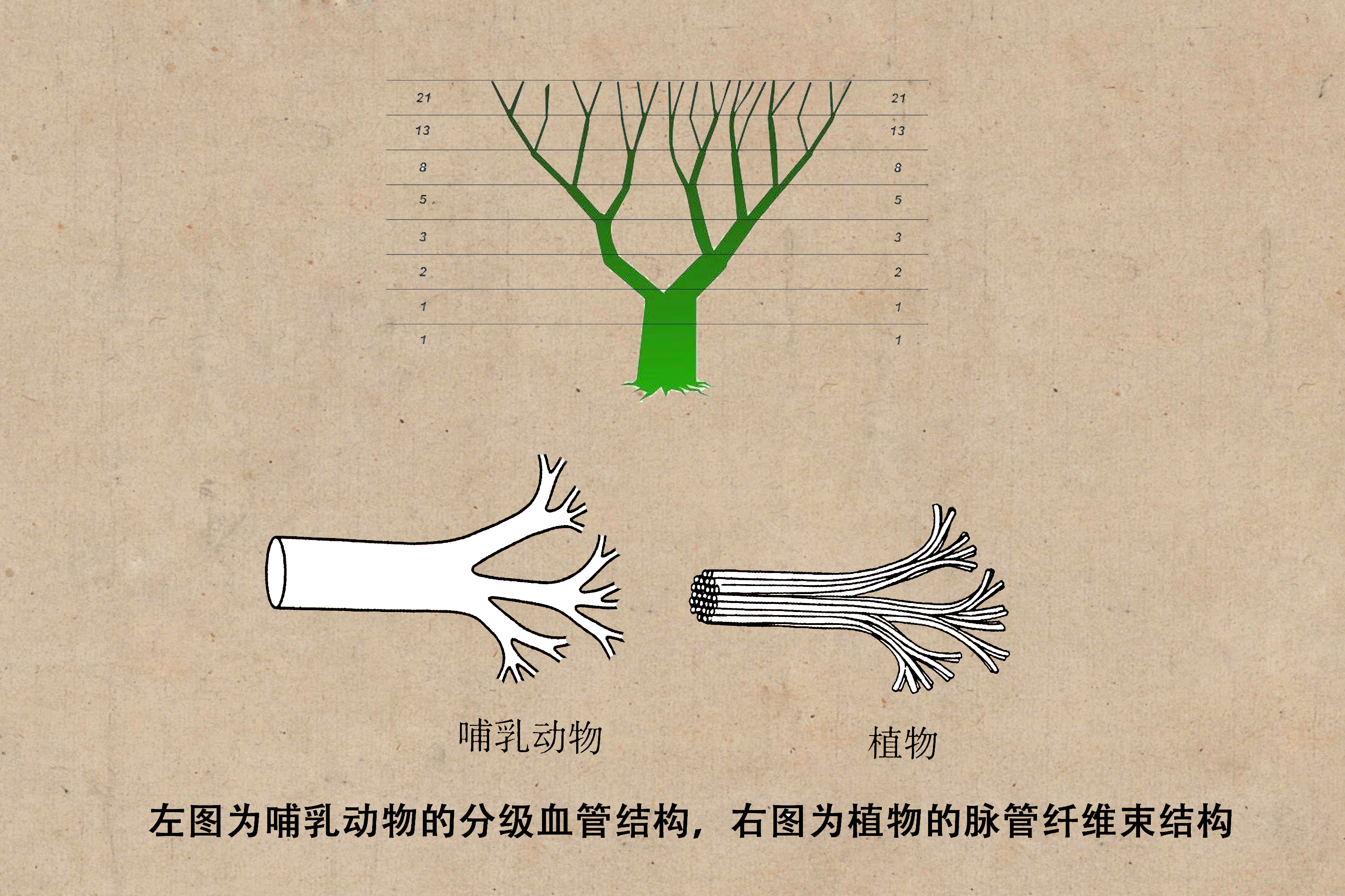 八角垂芒之书者法象