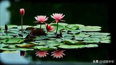 辞赋|不争桃花之期,勿羡牡丹之富《睡莲赋并序》