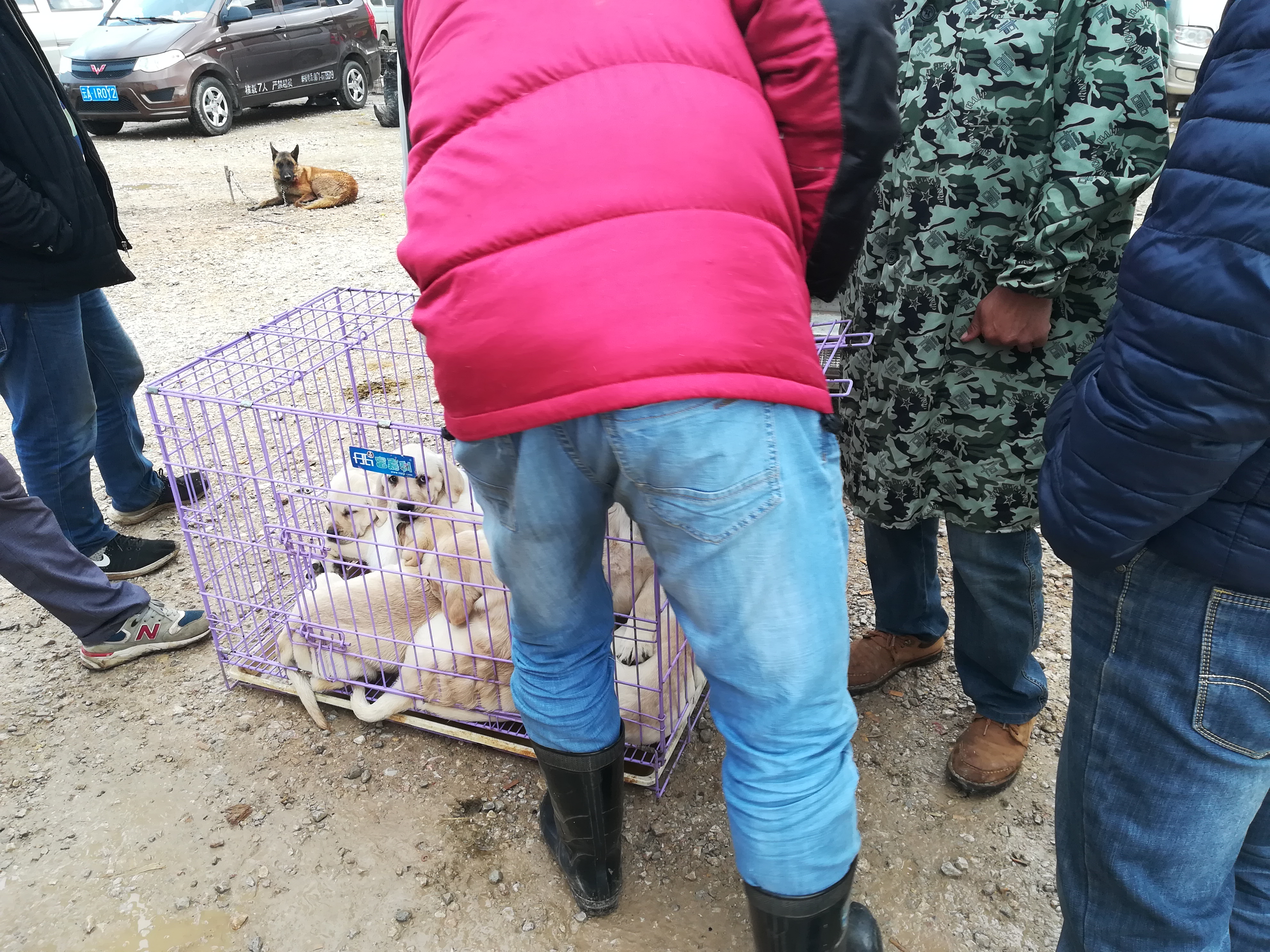 宠物市场拉布拉多卖多少钱一个,狗市上花1000元买拉布拉多