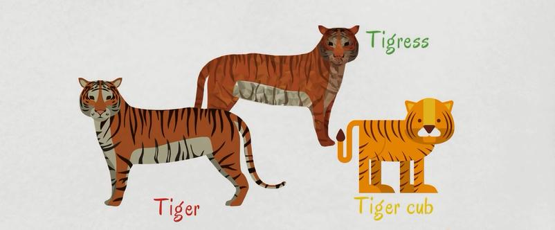 动物类英语单词记忆教学,每日英语单词之动物单词