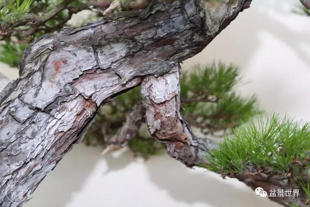 松树盆景经典大片,大斜杆式盆景得金奖作品松树