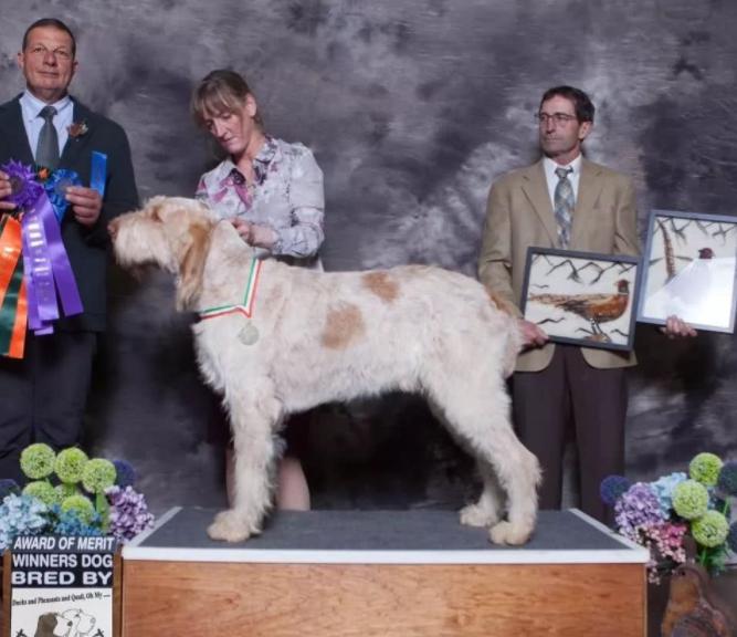 最齐全的狗狗品种介绍及图片,带你了解一下常见狗狗的品种