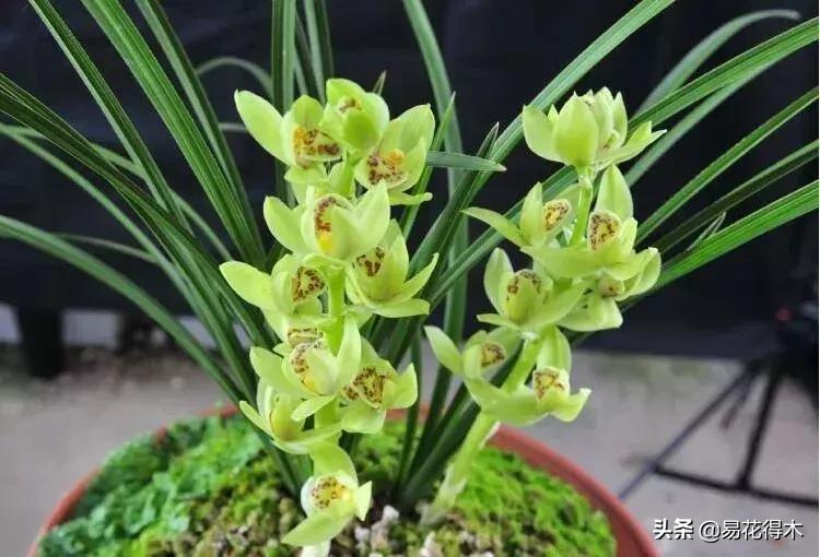 怎样预防兰花得软腐茎腐病,兰花如何预防软腐病和茎腐病