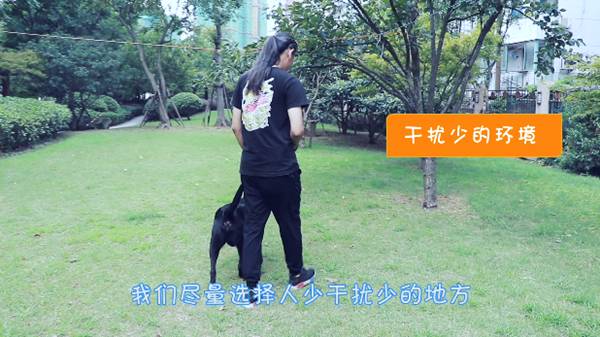 狗狗在家乱冲乱撞训练,怎么训练狗狗不乱拉屎拉尿