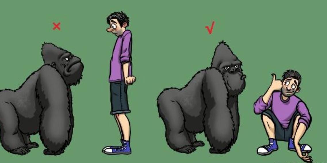 动物遇到危险会怎么做,野外遇到危险动物怎么办