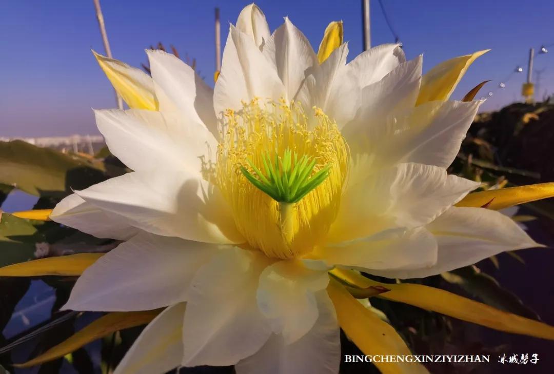 附近的火龙果采摘园海南,海南火龙果采摘