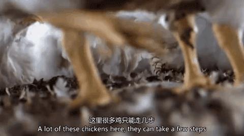 因为一个汉堡,她亲眼看着儿子死去!美国工薪阶层吃的食物有多脏