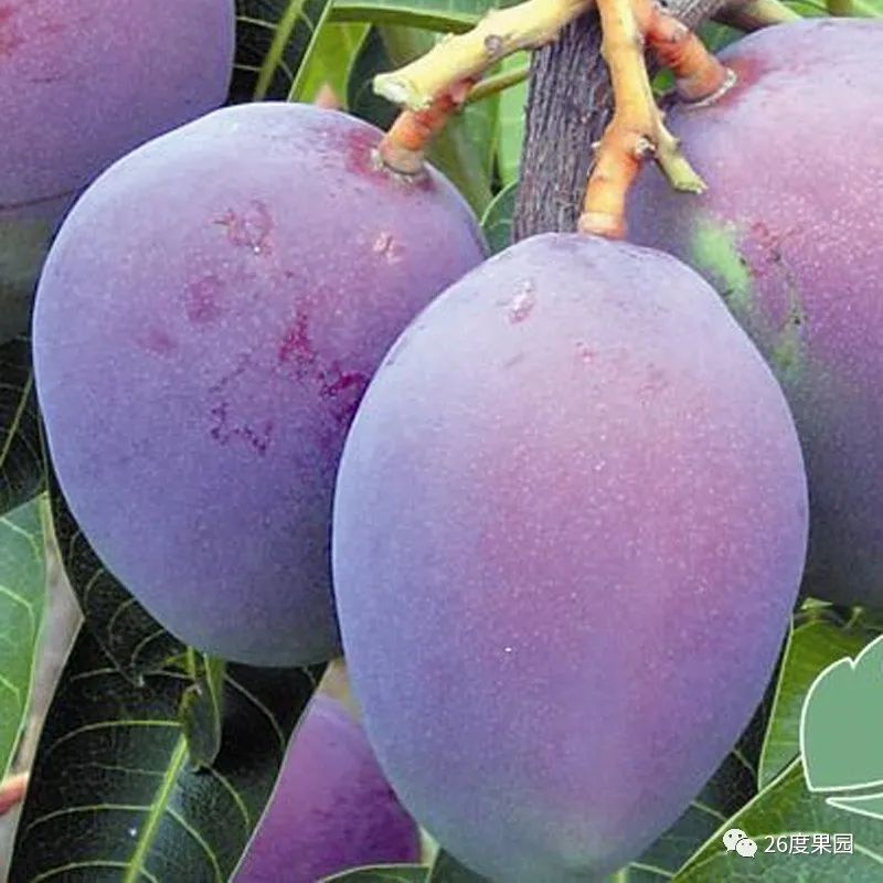 苹果芒都有哪些品种,七彩苹果芒