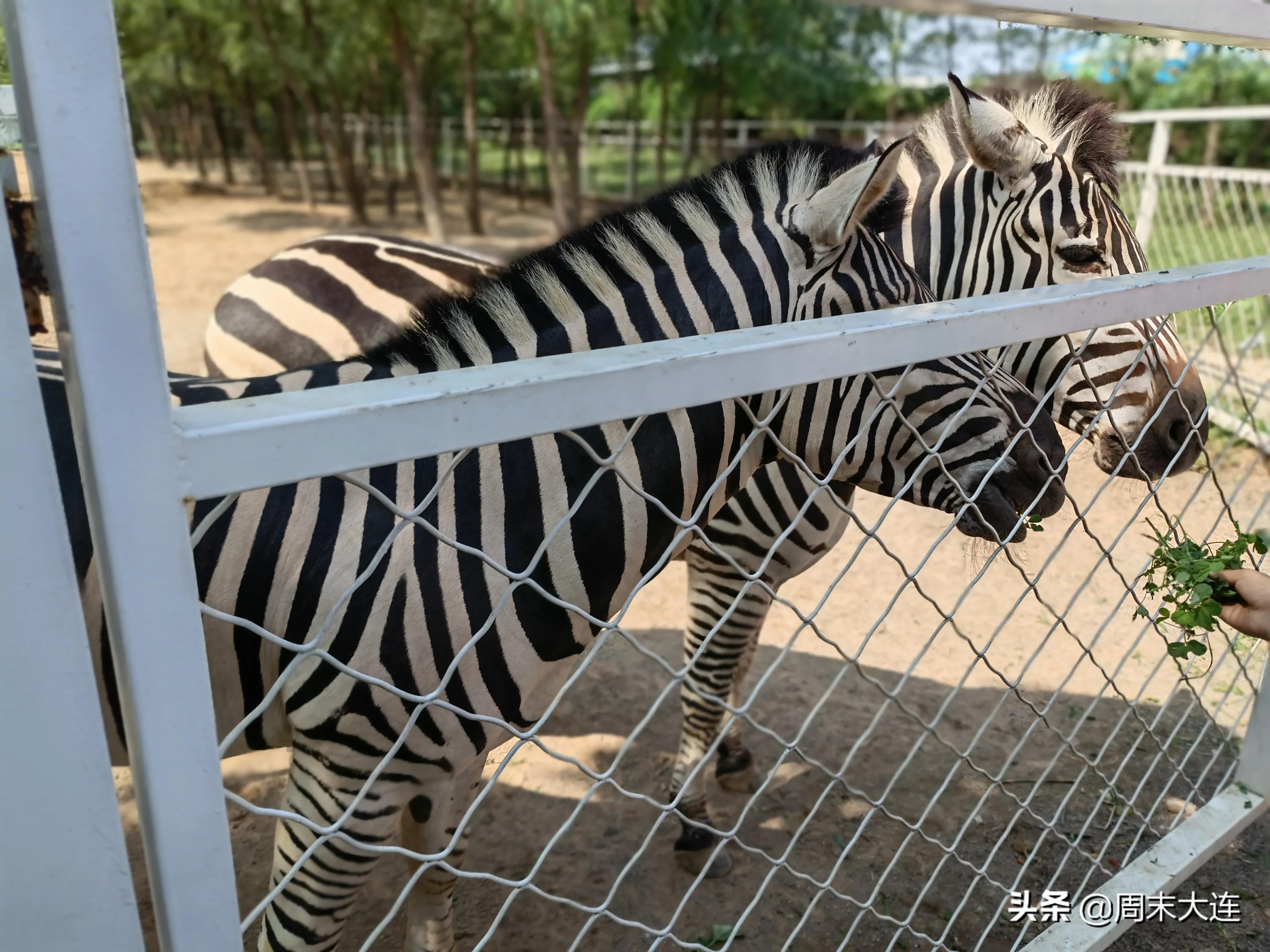 铭湖牧场是哪,铭湖牧场简介